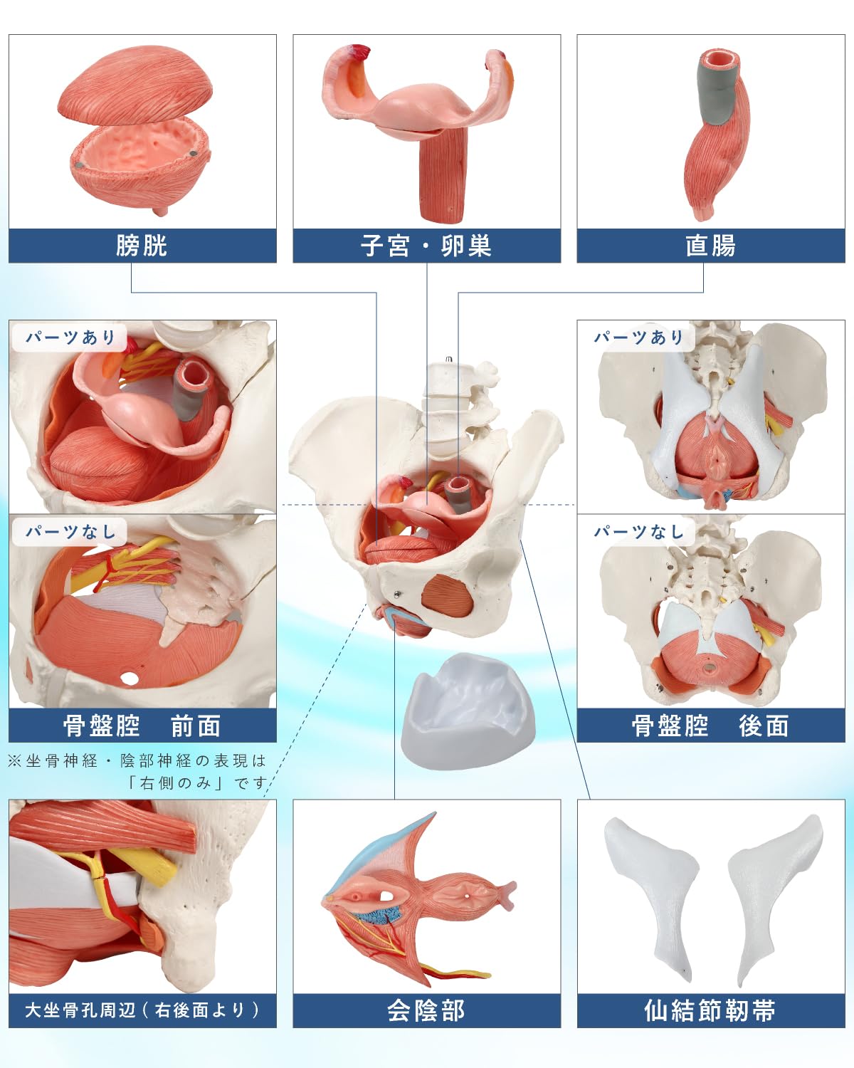 Amazon.co.jp: KIYOMARU 骨盤底筋付き女性骨盤模型 人体模型 8パーツ